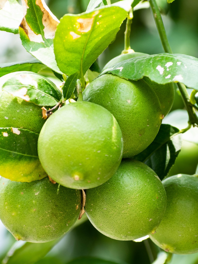 Lemon Farming