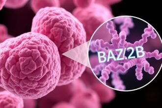 An illustration of a breast cancer cell with a magnified view of the BAZ2B protein, highlighting its role in cancer progression